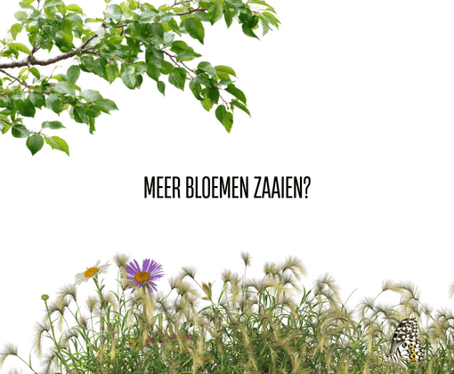 Meer bloemen zaaien? Niet elk bloemenmengsel helpt de natuur.