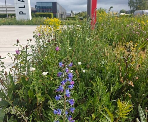 Slim vergroenen #3: een ecologisch terrein aanleggen is nog maar het begin